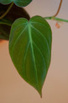 4.5" Philodendron Micans
